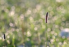 羅莎,草,刀片
