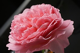 自然,花,玫瑰