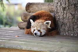 熊貓,公園,動(dòng)物園