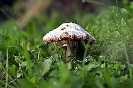 蘑菇,草,宏