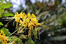 黃色花,花,鮮花