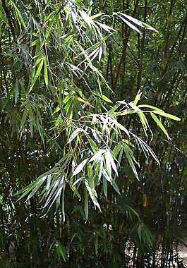 竹枫叶竹,竹树,植物