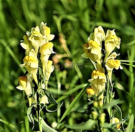 黄色 toadflax,花,野生