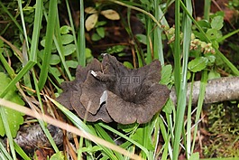 蘑菇,黑色小號(hào)蘑菇,秋