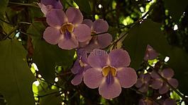 鮮花,花園,首頁