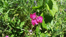 山黧豆,山黧豆芋,aardaker