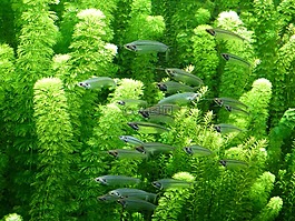 魚,動(dòng)物園,動(dòng)物