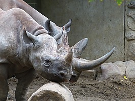 動(dòng)物園,動(dòng)物,犀牛