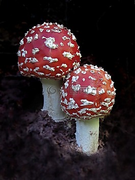 廠,飛木耳,膏