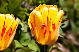 郁金香,春天的花,花