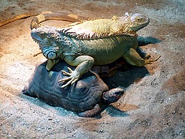 動(dòng)物園,動(dòng)物,龜