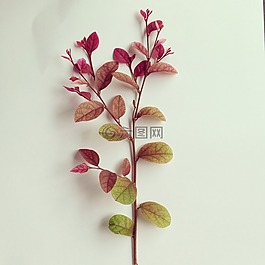 叶,秋,软