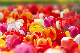 郁金香,春天的花,花