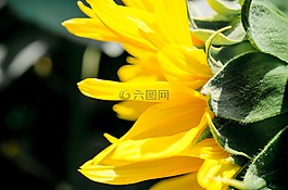 向日葵,黃色,夏季