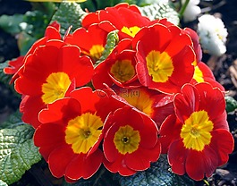 鮮花,春天,紅色花