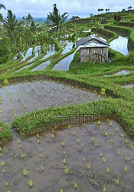 稻田,巴厘島,印度尼西亞