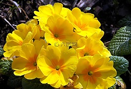 黃色的花朵,春天,鮮花