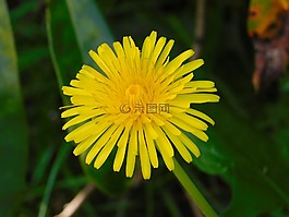 母豬薊,黃色花,春天的花朵