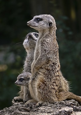 动物区系,suricate,猫鼬
