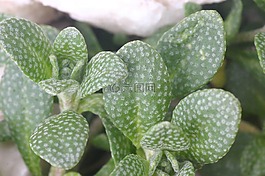 阿利瑟姆 ovirense,植物,植物區(qū)系