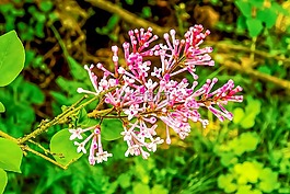 丁香,粉紅色,花