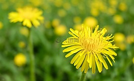 花卉,蒲公英,夏季