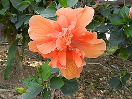 芙蓉,橙,花
