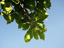 梅花,葉子,悲傷