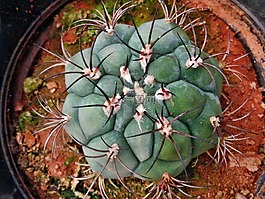 仙人掌,球,植物