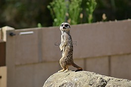 猫鼬,suricate,simples