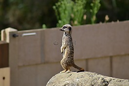 猫鼬,suricate,simples