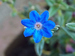 花,蓝色,春天