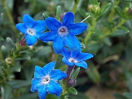 花,蓝色,春天