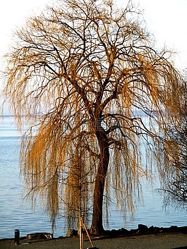 垂柳,樹(shù),銀行