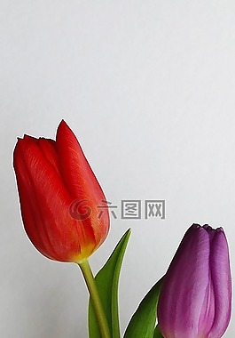 鮮花,郁金香,春