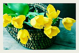 郁金香,黃色,花