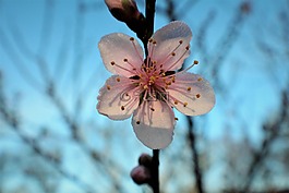 花,自然,戶外