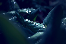 雨滴,葉子,宏