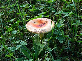 蘑菇,颜色,橙色