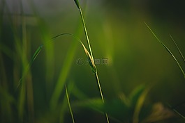 草,大自然,草地