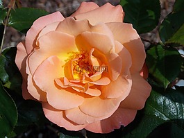 玫瑰绽放,花,开花