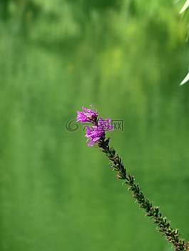 花,開花,紫