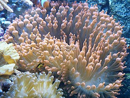 水族館,粉紅色,紅色