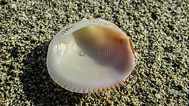 外殼,沙,沙海灘