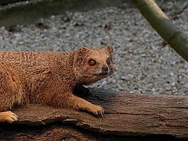 貓鼬,動物,小