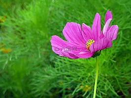 花,開花,紫