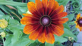 echibeckia,花園,花
