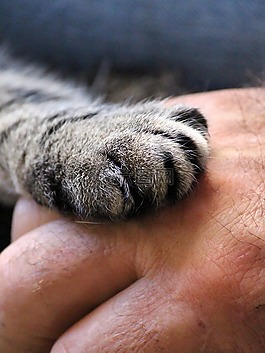 猫的爪子,手,猫