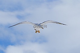 動(dòng)物,天空,云