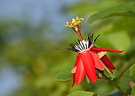 花,新鮮,自然